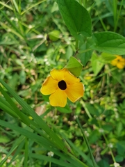 Thunbergia alata