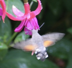Macroglossum stellatarum