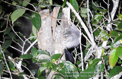 Phascogale tapoatafa