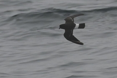 Hydrobates pelagicus