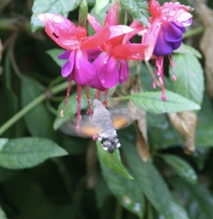 Macroglossum stellatarum