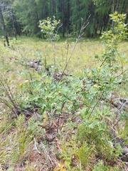 Dasiphora fruticosa