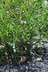 Centaurea jacea