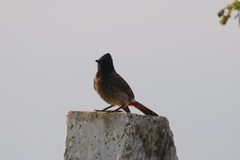 Pycnonotus cafer