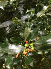 Ilex aquifolium