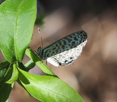 Leptotes pirithous