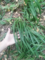 Carex pilosa