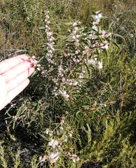 Myrtaceae