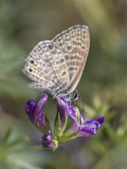 Leptotes pirithous