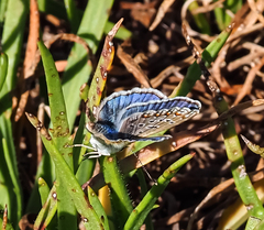 Polyommatus