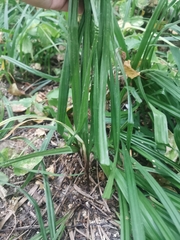 Carex pilosa