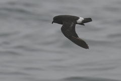 Hydrobates pelagicus