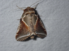 Habrosyne pyritoides