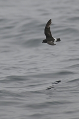 Hydrobates pelagicus