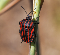 Graphosoma italicum