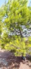 Pinus halepensis