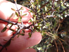 Coprosma