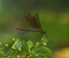 Calopteryx haemorrhoidalis