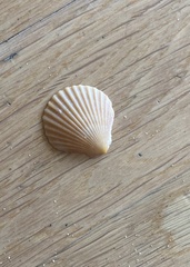 Acanthocardia tuberculata
