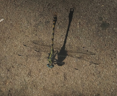 Onychogomphus uncatus