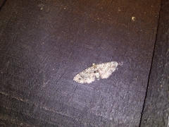 Pasiphila bilineolata