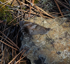 Hipparchia statilinus