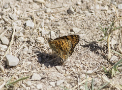 Melitaea pseudornata