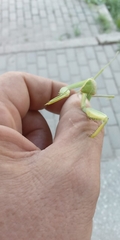 Hierodula transcaucasica