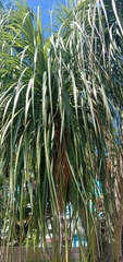 Beaucarnea recurvata