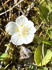 Parnassia palustris