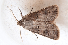 Agrotis bigramma