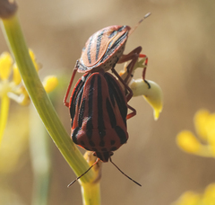 Graphosoma semipunctatum