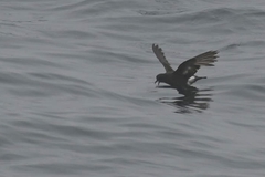 Hydrobates pelagicus