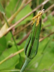 Tragopogon orientalis