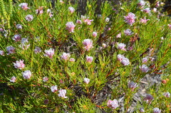 Serruria nervosa