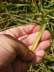 Tragopogon orientalis