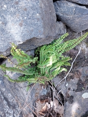 Asplenium trichomanes