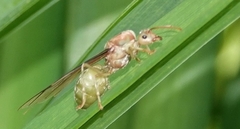 Oecophylla smaragdina