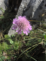 Scabiosa lucida lucida