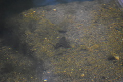 Xenopus laevis