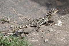 Psammophilus dorsalis