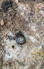 Cepaea