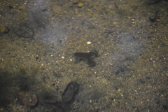 Xenopus laevis