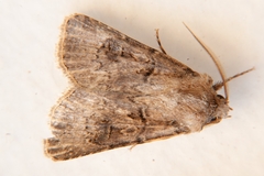 Agrotis bigramma