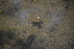 Xenopus laevis