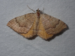 Camptogramma bilineata