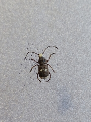 Platystomos albinus