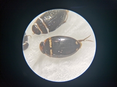Platynectes