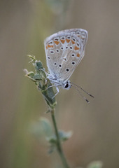 Polyommatus thersites