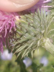 Carduus acanthoides